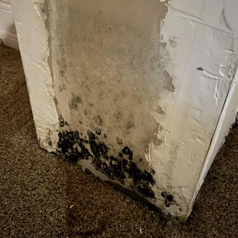 Professional Mold Removal in Hettinger County, ND